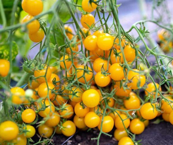 Tomato Golden Currant Wildtomate