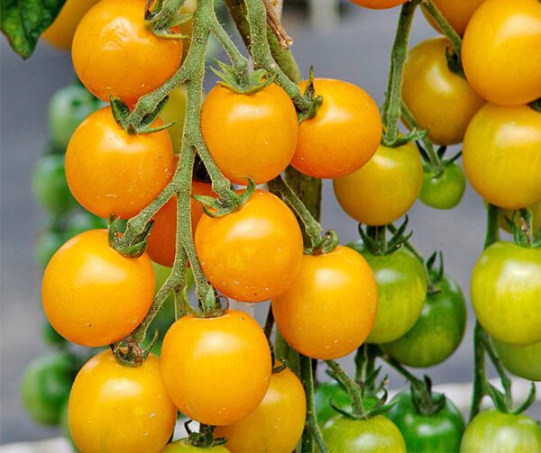 Tomato Goldkrone 1