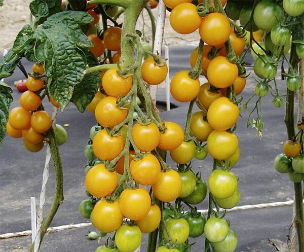 Tomato Goldkrone