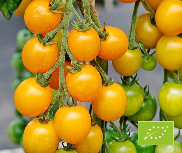 Tomato Goldkrone BIO