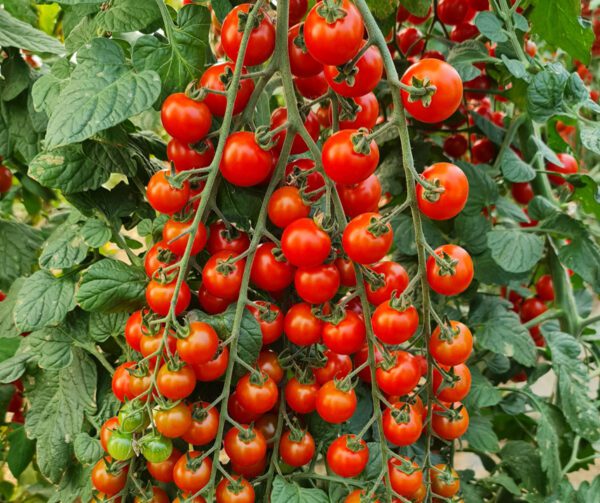 Tomato Golotyna F1 1