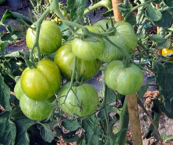 Tomato Green Zebra Sortenrar