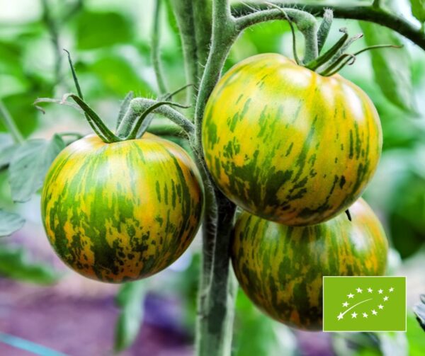 Tomato Green Zebra Sortenrar. BIO