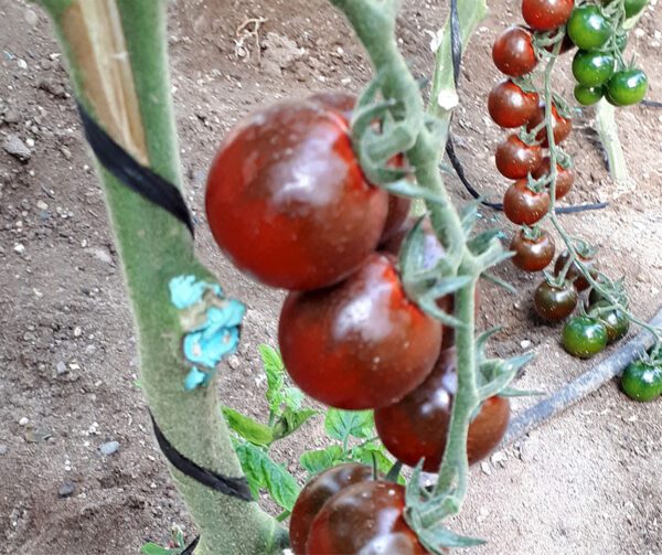 Tomato Luther F1 2