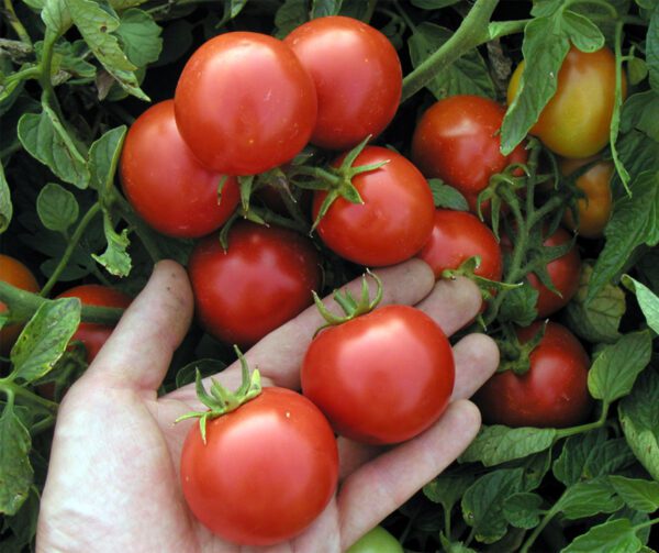 Tomato Marienka F1