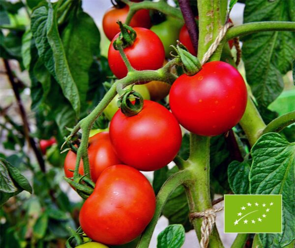 Tomato Matina BIO