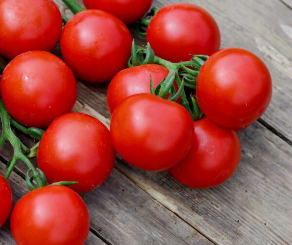 Tomato Mountain Magic PhR F1