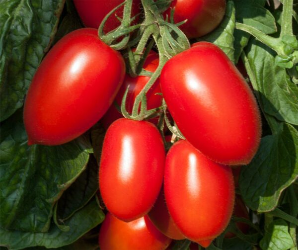 Tomato Nagina PhR F1