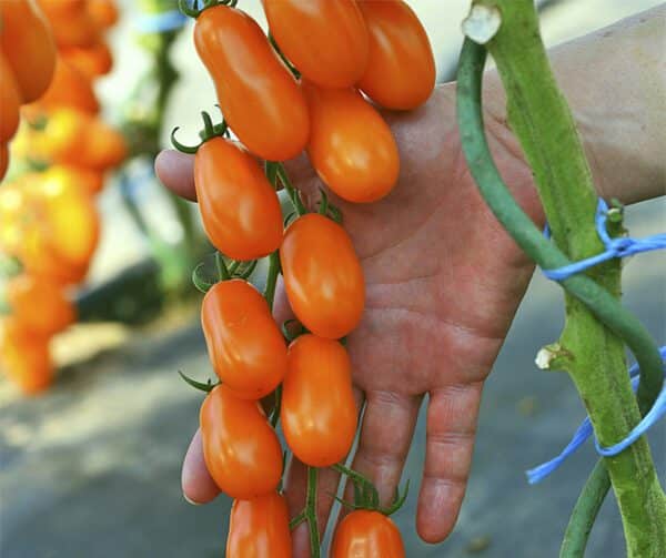 Tomato Odat F1