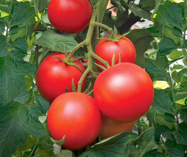 Tomato Paoline PhR F1 1