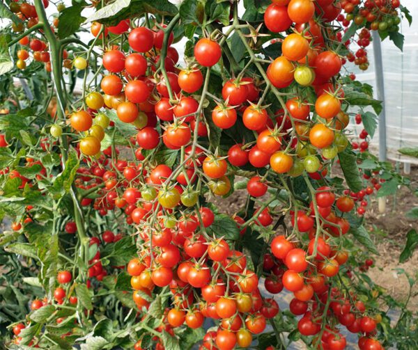 Tomato Perlino Red F1 1