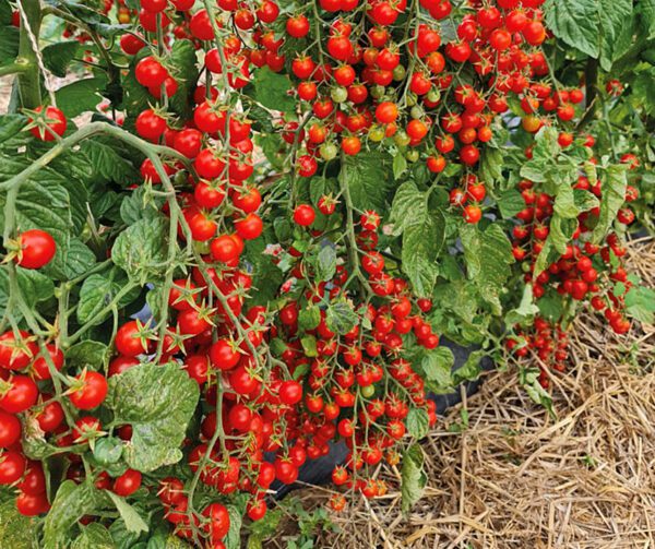 Tomato Perlino Red F1