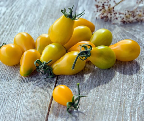 Tomato Perun Yellow Pearshaped