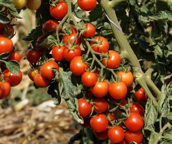 Tomato Primabella PhR 1