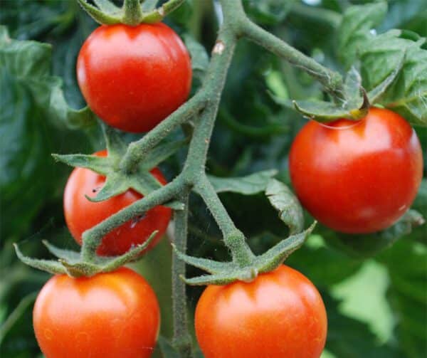 Tomato Resi PhR BIO 1