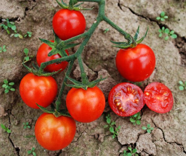 Tomato Resi PhR BIO 2