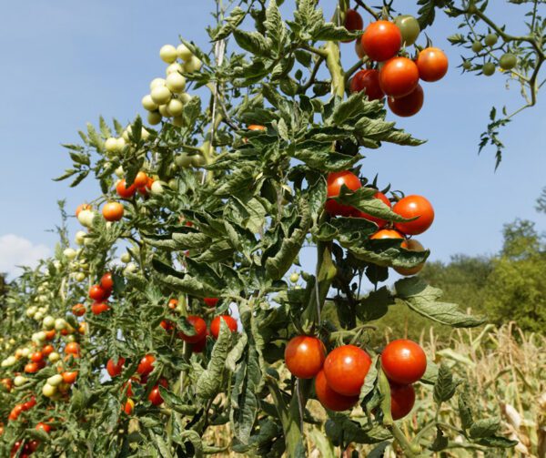 Tomato Resibella PhR 1