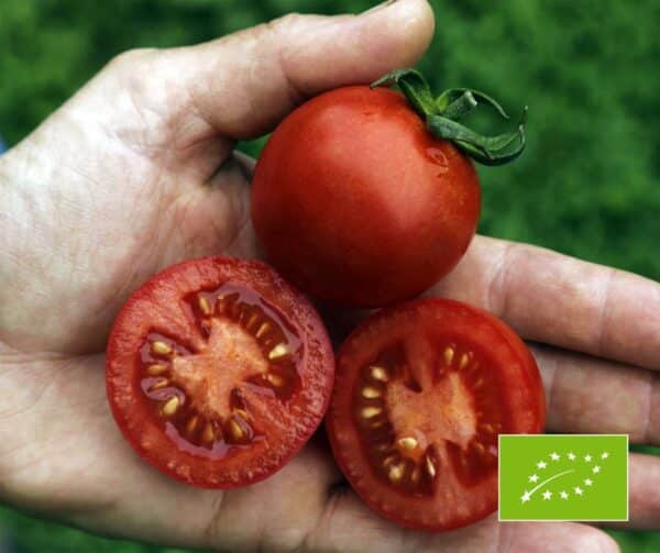 Tomato Resibella PhR BIO