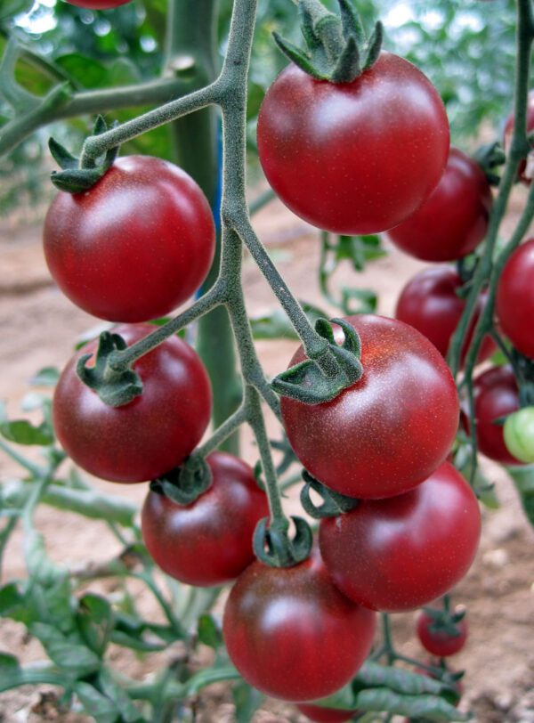 Tomato Rosella 1