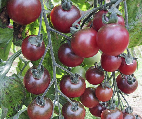 Tomato Rosella