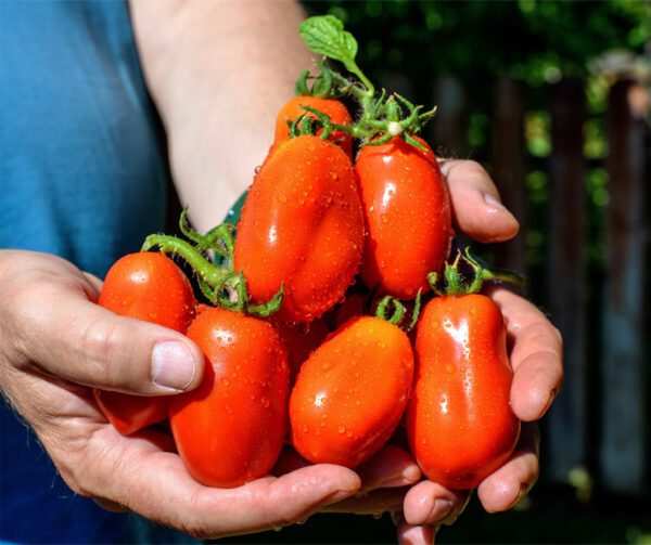 Tomato San Marzano 2 4