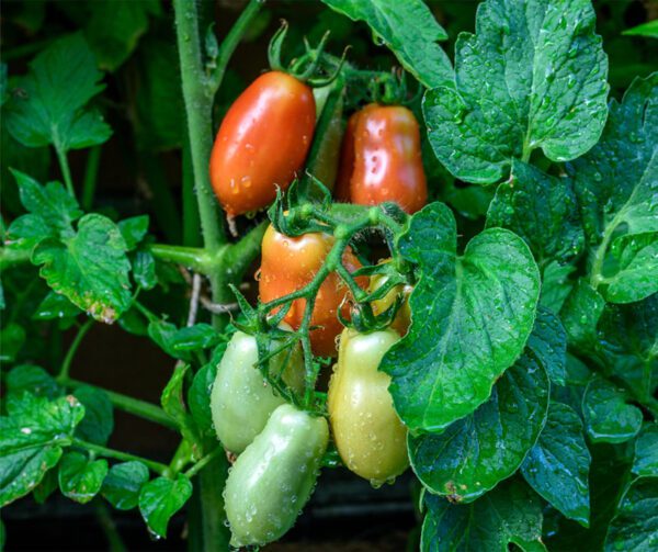 Tomato San Marzano Nano 1