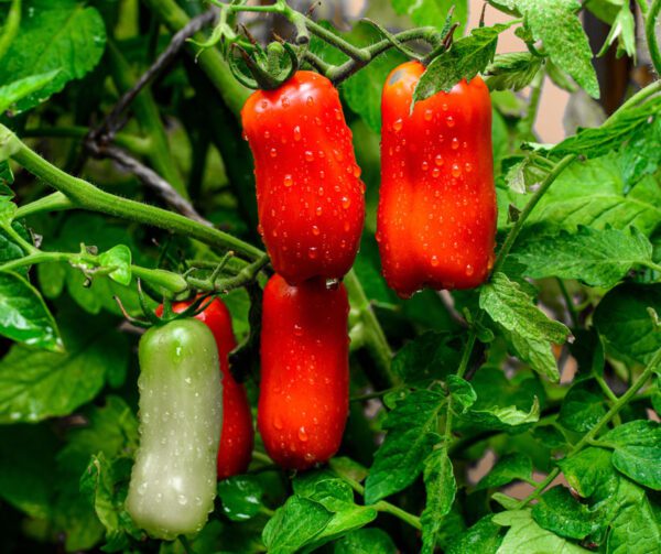 Tomato San Marzano Nano