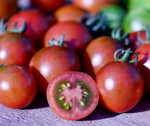 Tomato Sunchocola F1 1