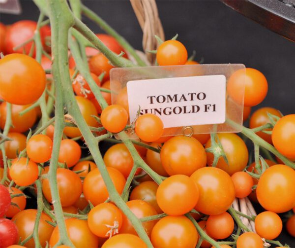 Tomato Sungold F1 1