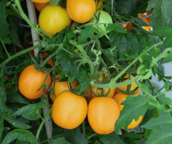 Tomato Sunrise Sauce F1 2