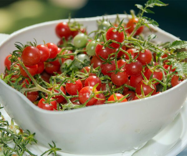 Tomato Sweet Pea Wildtomate