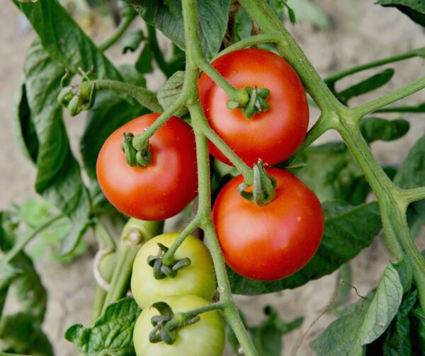 Tomato Tamina 1