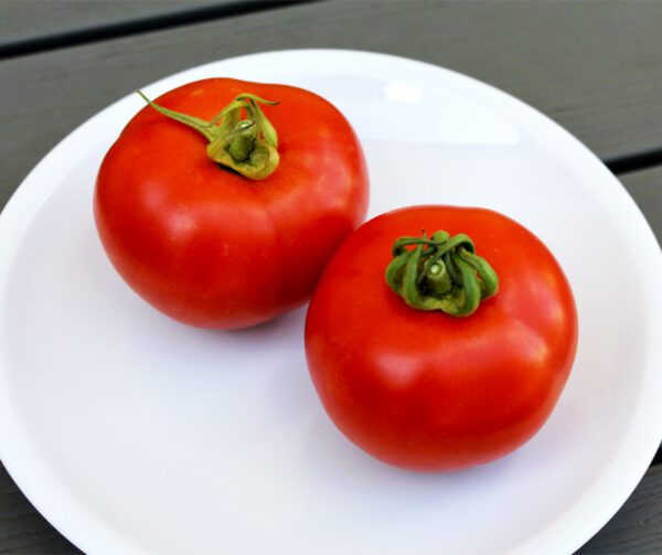 Tomato Tereza F1 2