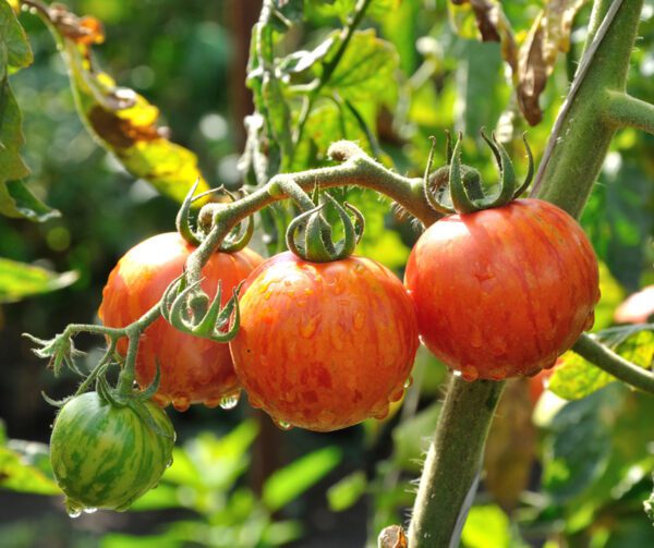 Tomato Tigerella 1