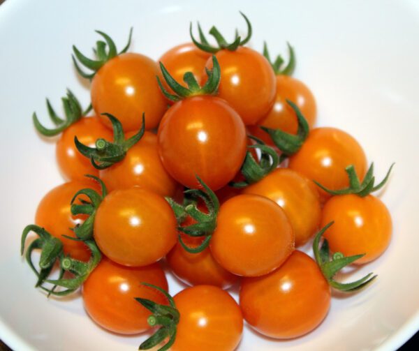 Tomato Tiny Temptations Orange PhR F1 2