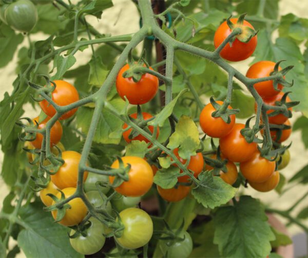 Tomato Tiny Temptations Orange PhR F1 3