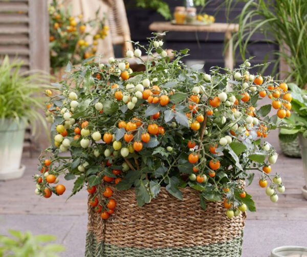 Tomato Tiny Temptations Orange PhR F1 4