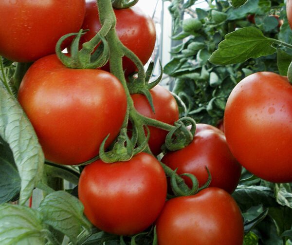 Tomato Tornado F1