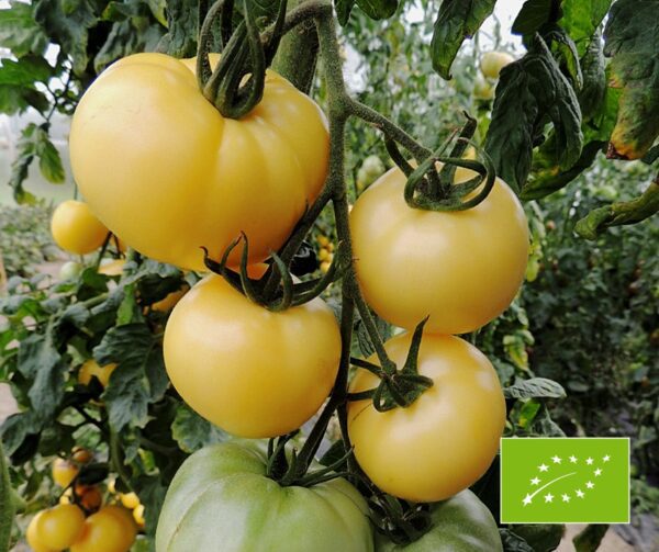 Tomato White Sensation BIO