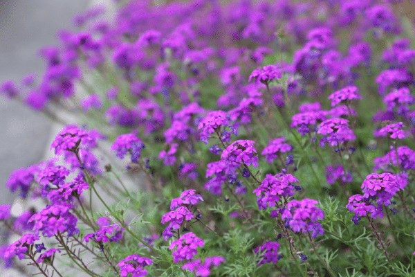 Verbena speciosa Imagination® - Image 4