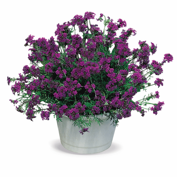 Verbena speciosa Imagination®