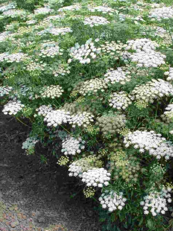 Ammi majus Graceland 1