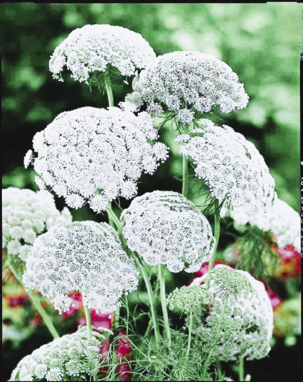 Ammi majus Graceland 2 A