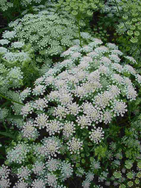 Ammi majus Graceland