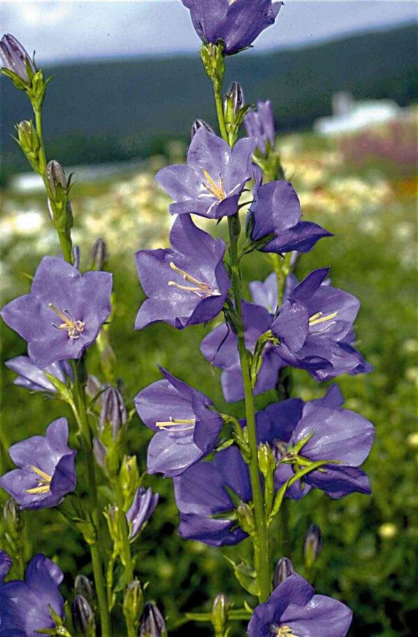 Campanula persicifolia Blue - Image 3