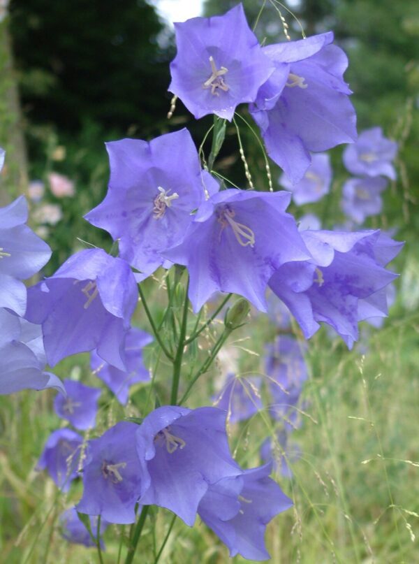 Campanula persicifolia Blue