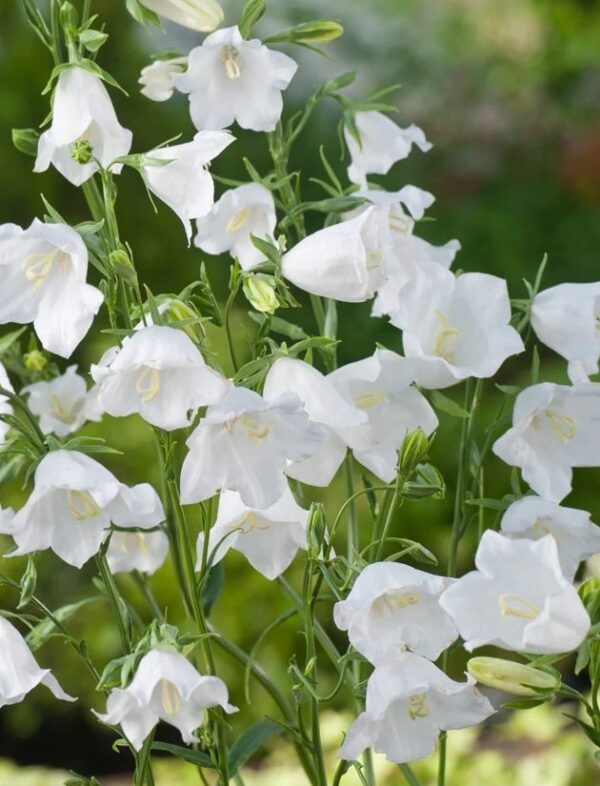 Campanula persicifolia White