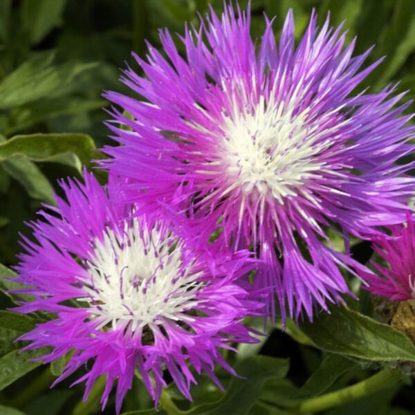 Centaurea dealbata 1