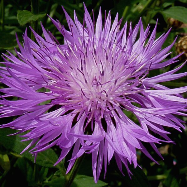 Centaurea dealbata 2