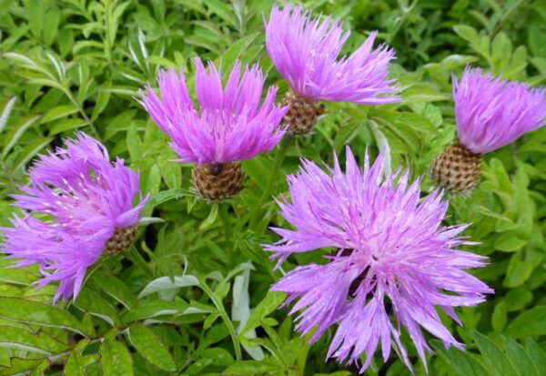 Centaurea dealbata